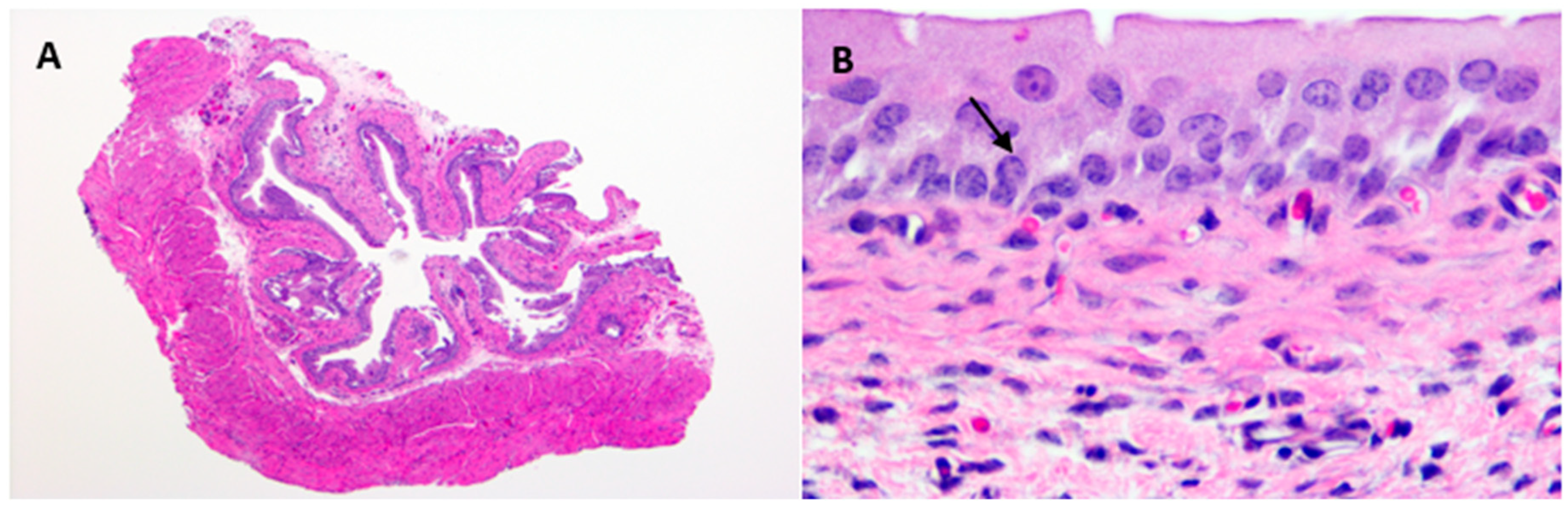 Antibiotics 08 00170 g003a Antibiotics 08 00170 g003a