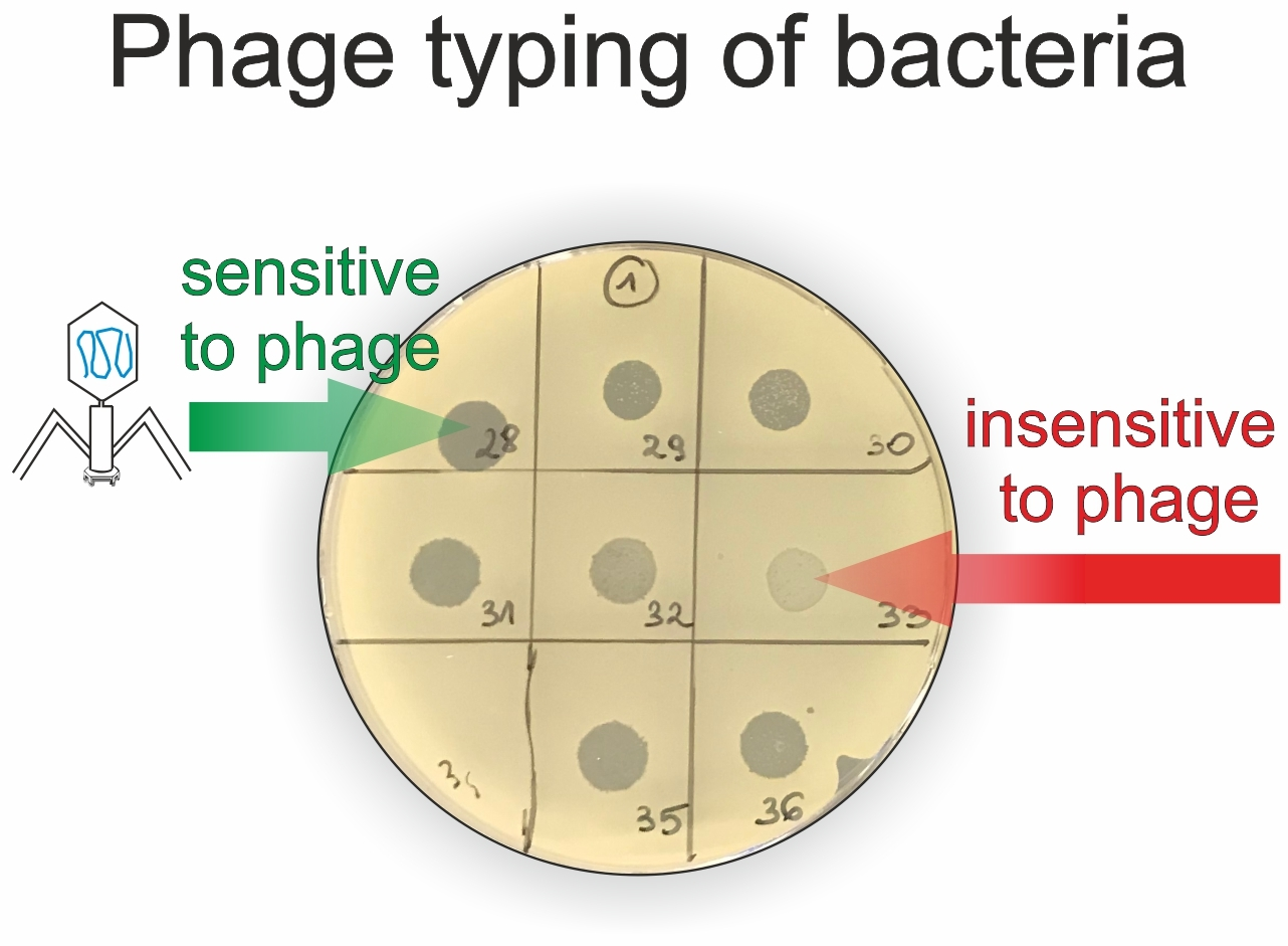 Antibiotics Free FullText Exacerbations of Chronic Rhinosinusitis
