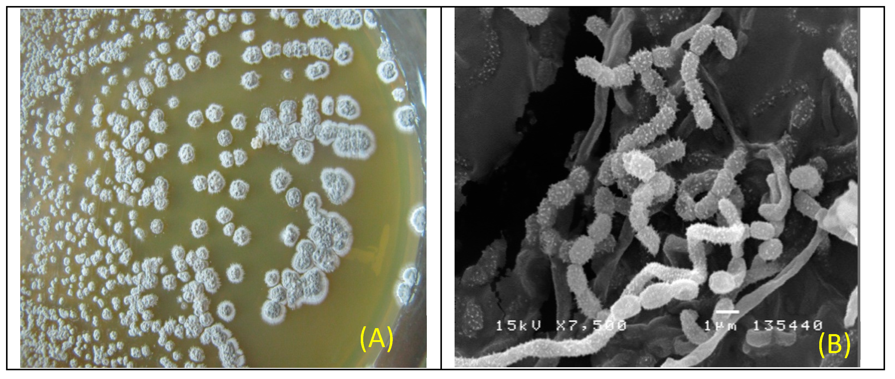 Antibiotics 08 00197 g001