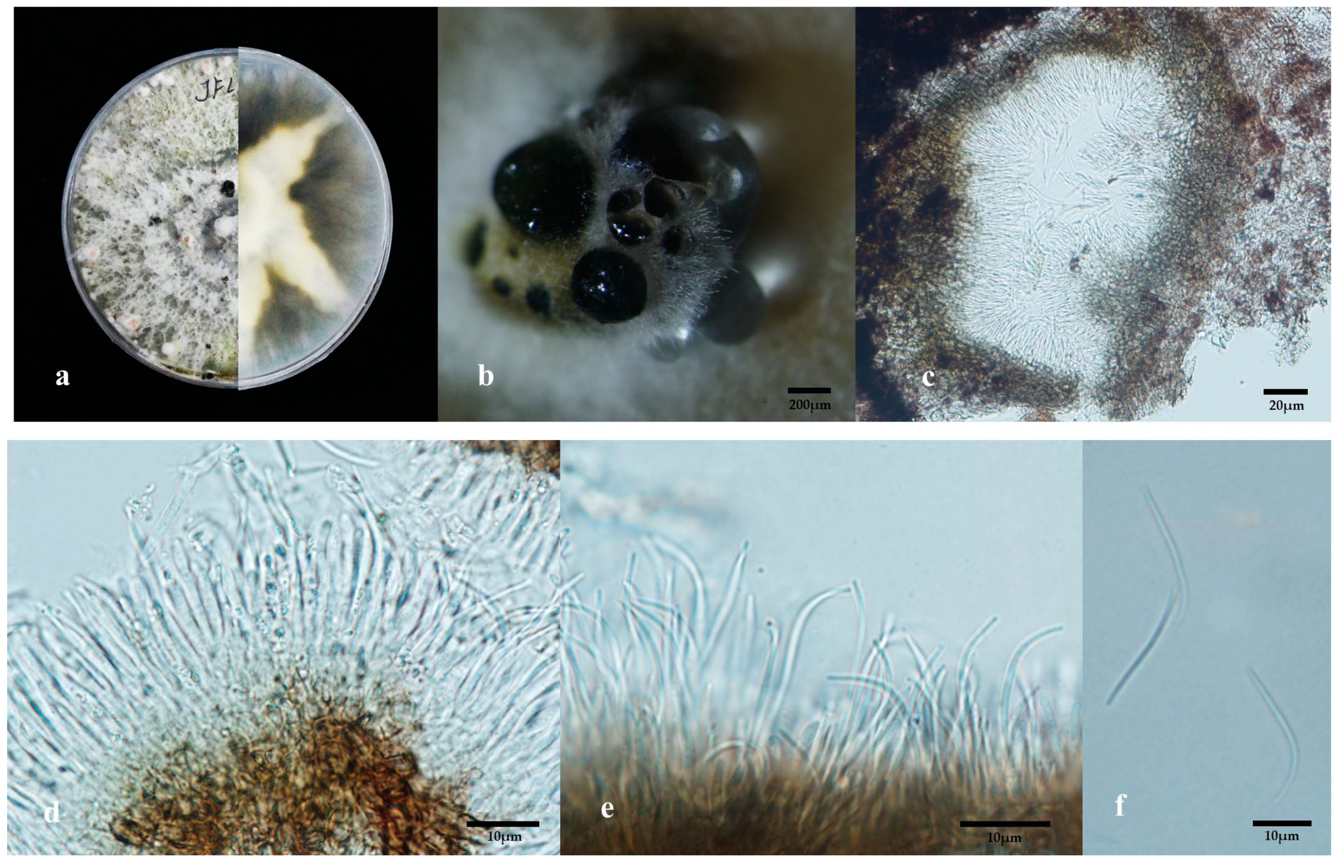 Antibiotics 08 00231 g001