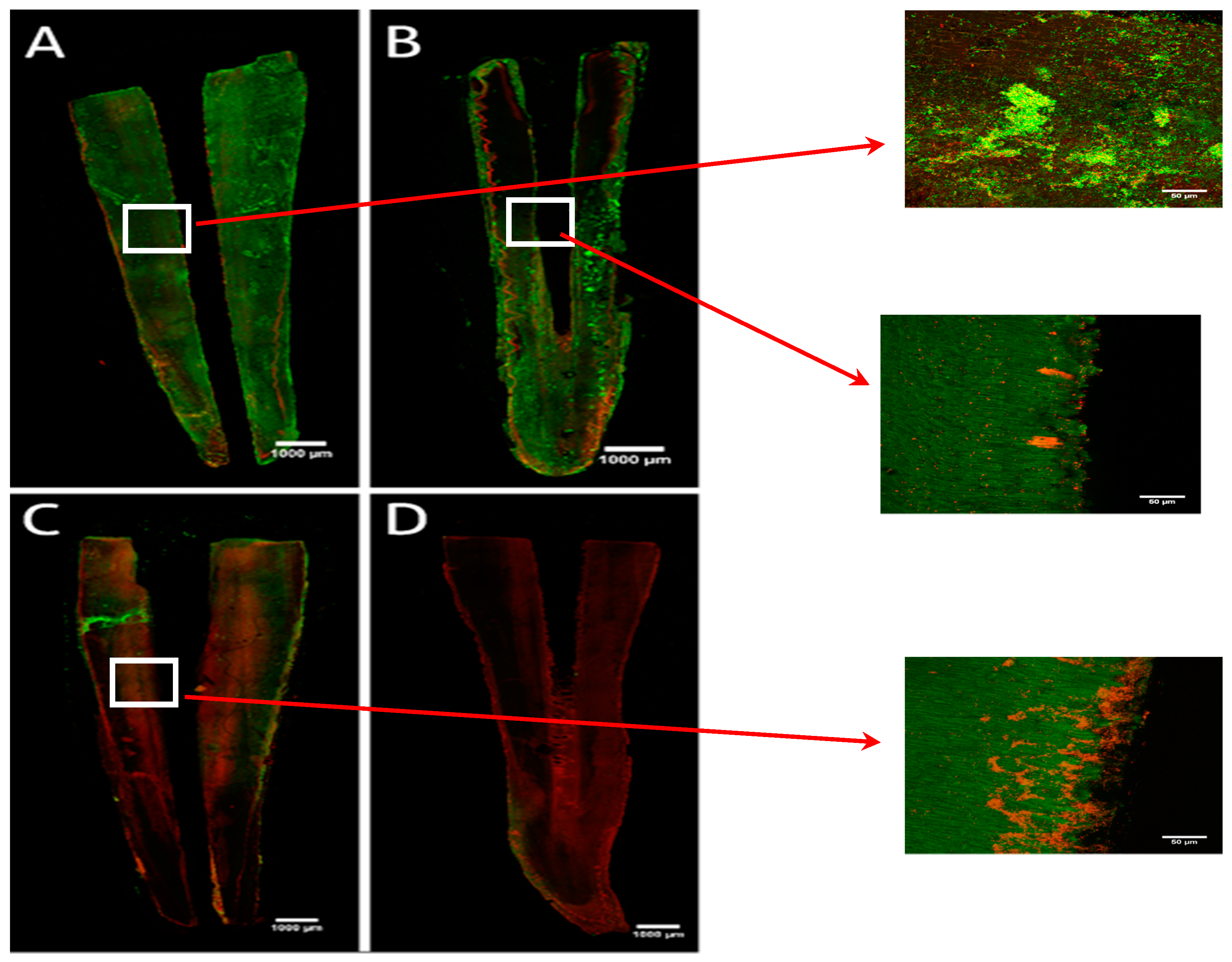 Antibiotics 08 00232 g003 Antibiotics 08 00232 g003
