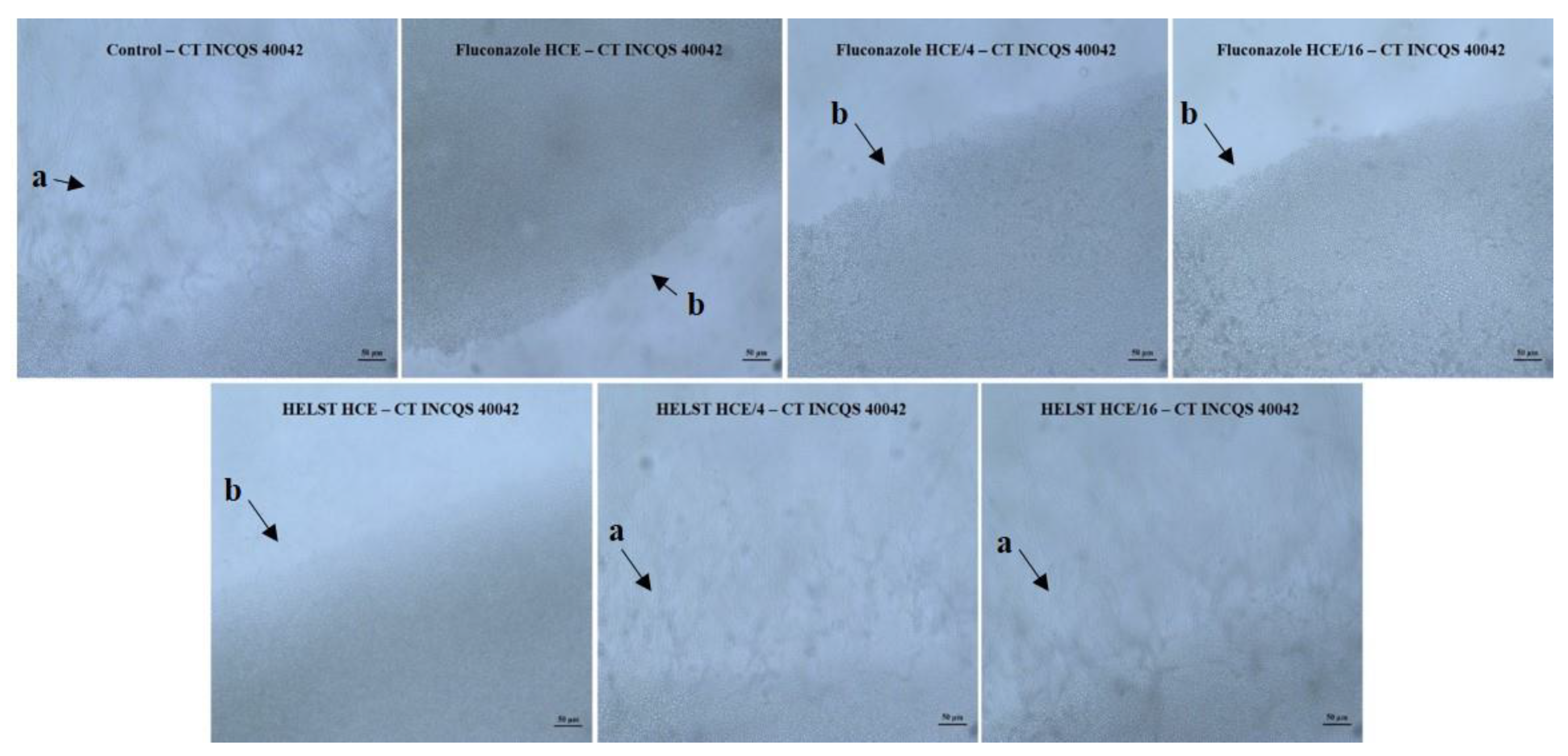 Antibiotics 08 00240 g004 Antibiotics 08 00240 g004