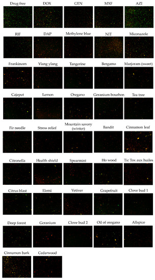 bartonella antibiotic treatment
