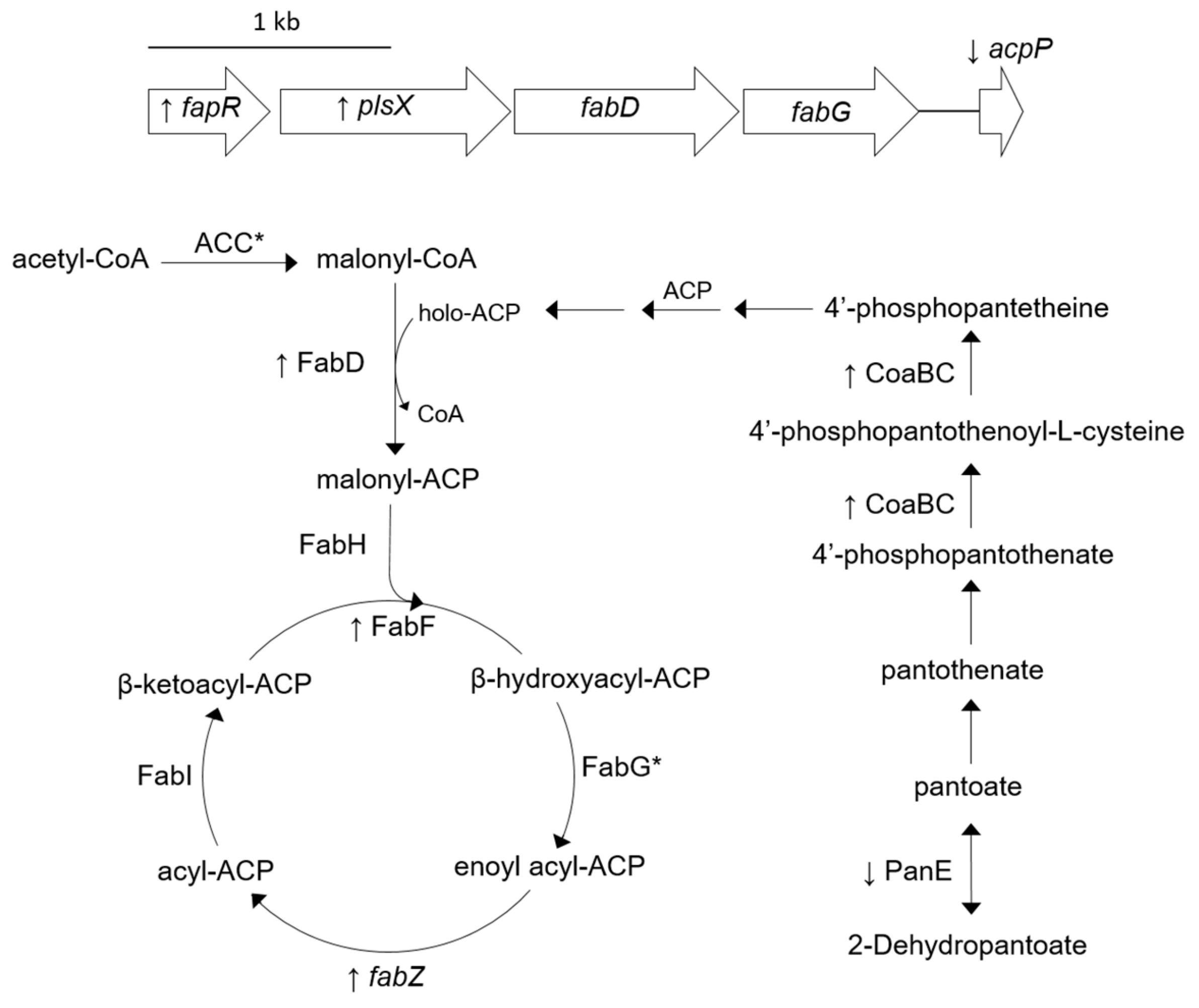 Antibiotics 08 00248 g001 Antibiotics 08 00248 g001