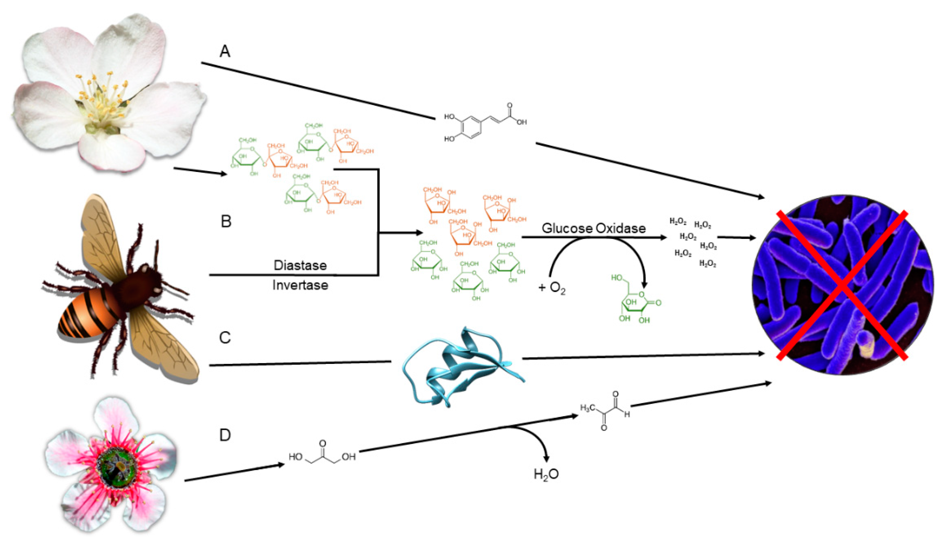 Antibiotics Free Full Text Dissecting The Antimicrobial Composition Of Honey Html