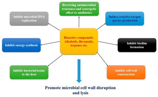 research paper on antimicrobial activity of medicinal plants