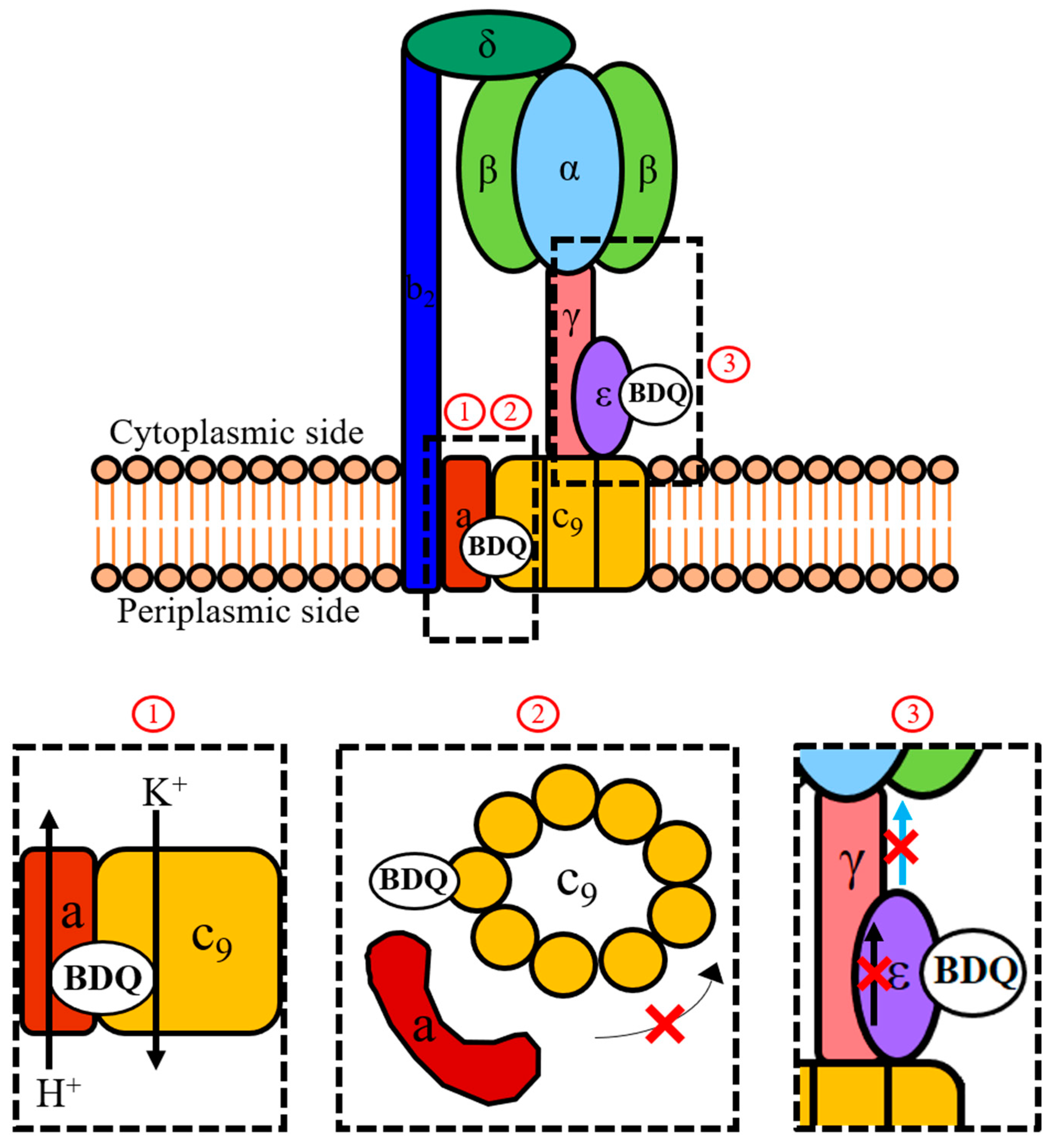 Antibiotics 08 00261 g002 Antibiotics 08 00261 g002