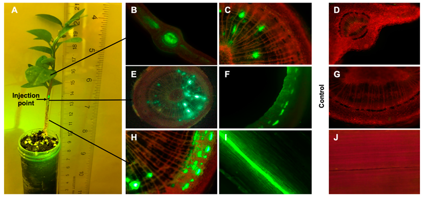 Antibiotics 08 00262 g001