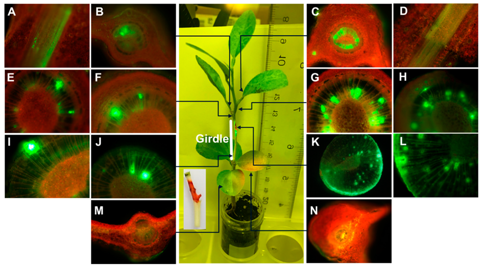 Antibiotics 08 00262 g002