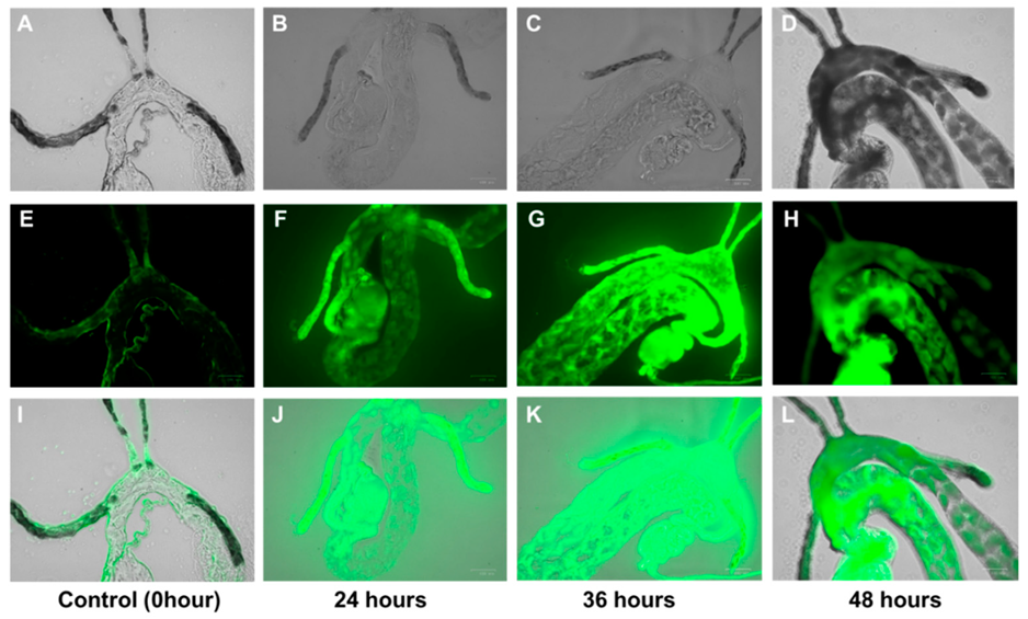 Antibiotics 08 00262 g003
