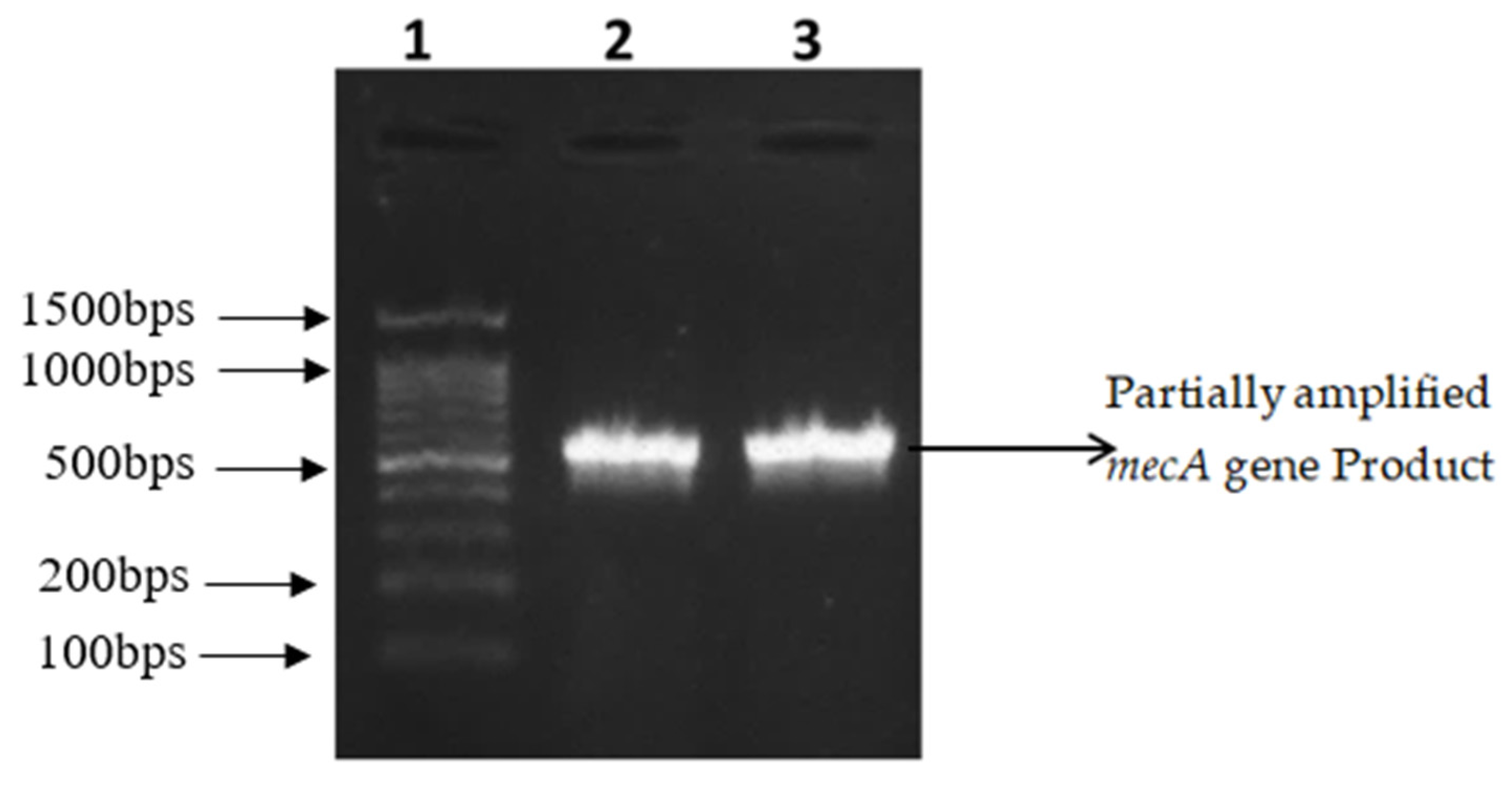 Antibiotics 09 00003 g001