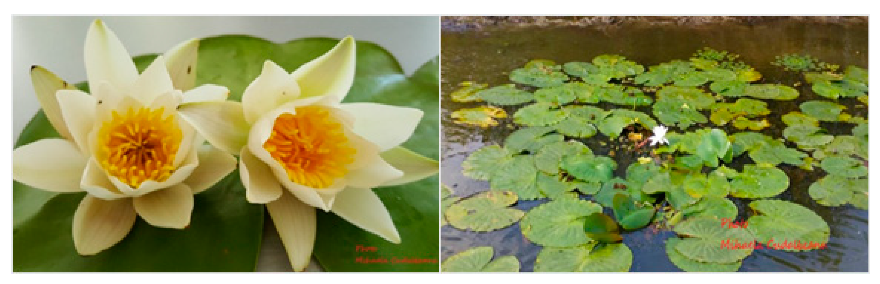 Antibiotics 09 00007 g001 Antibiotics 09 00007 g001