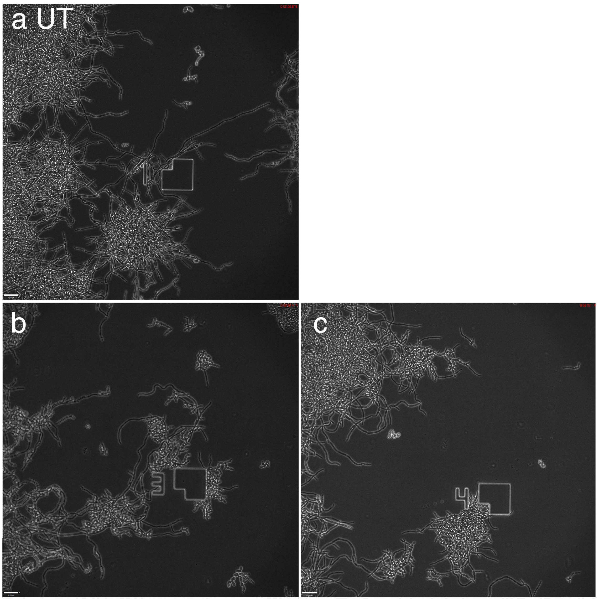 Antibiotics 09 00010 g003