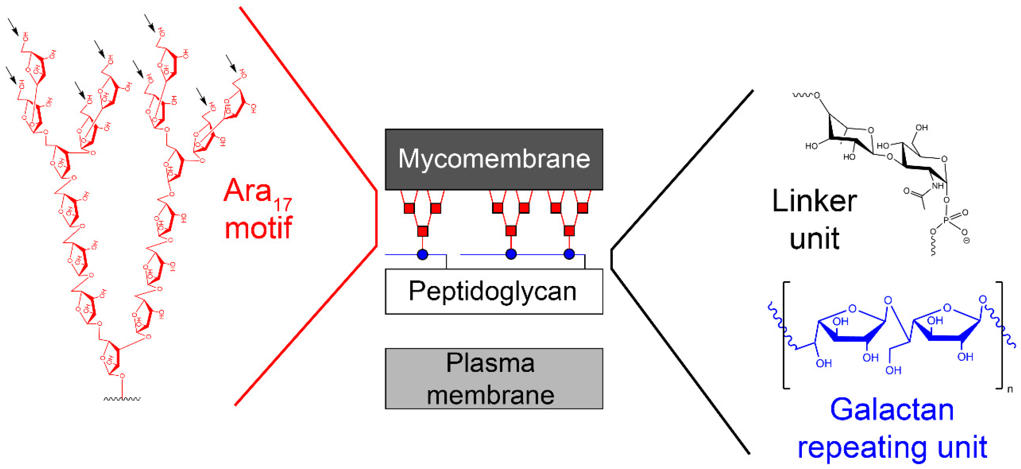 Antibiotics Free Full Text Biosynthesis Of Galactan In Mycobacterium Tuberculosis As A Viable Tb Drug Target Html