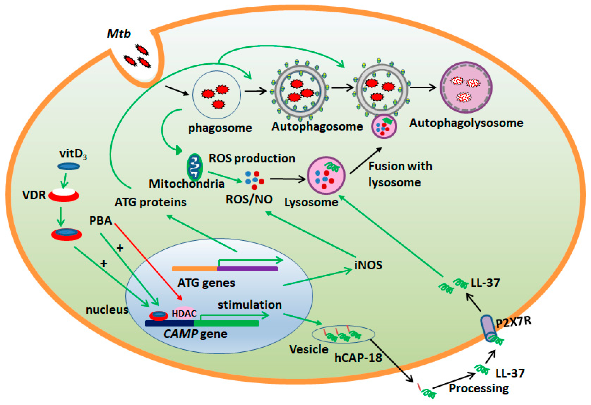 Antibiotics 09 00021 g001 Antibiotics 09 00021 g001