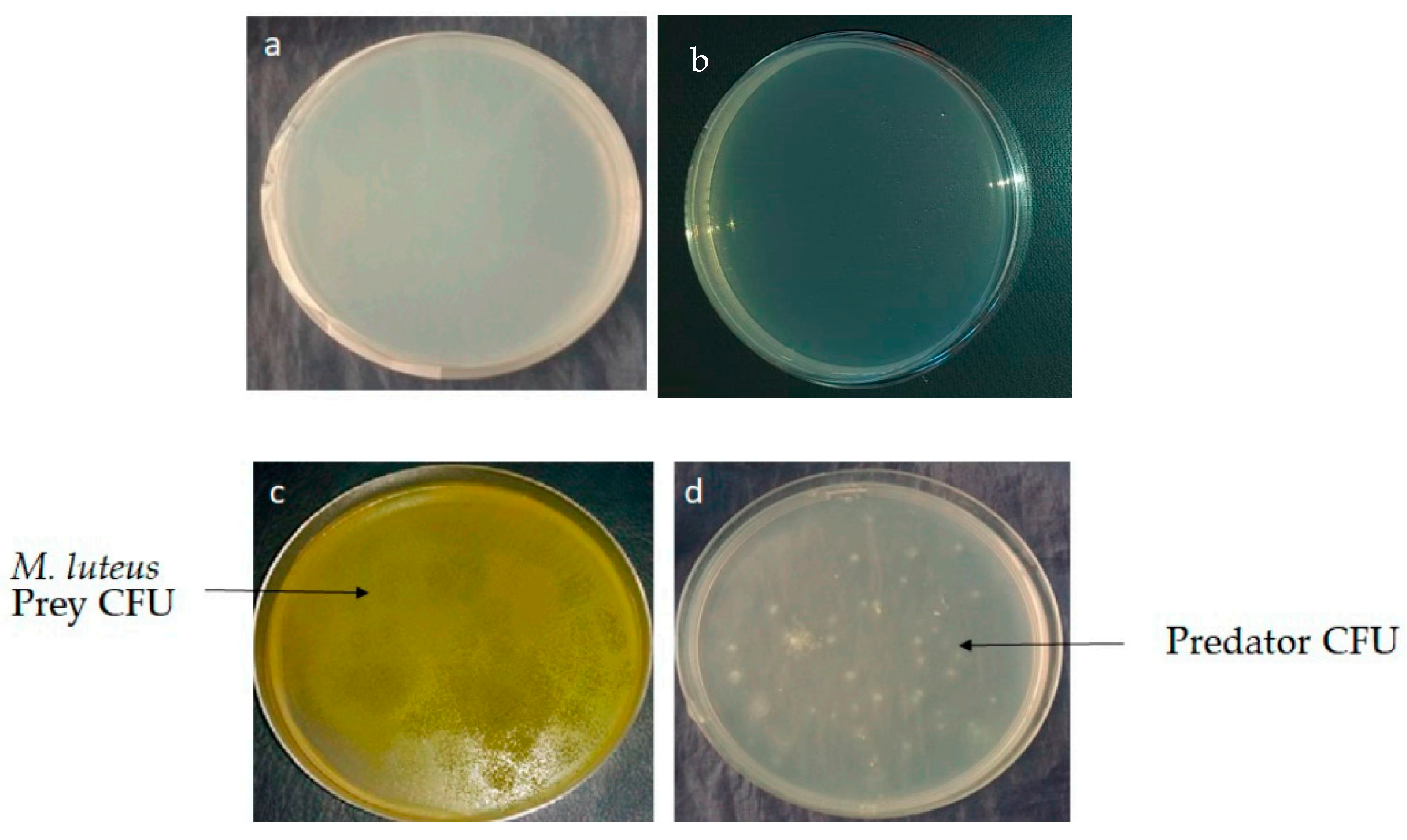 Antibiotics Free Full Text Marine Actinobacteria Screening For Predation Leads To The Discovery Of Potential New Drugs Against Multidrug Resistant Bacteria Html Antibiotics Free Full Text Marine Actinobacteria Screening For Predation Leads To The Discovery Of Potential New Drugs Against Multidrug Resistant Bacteria Html