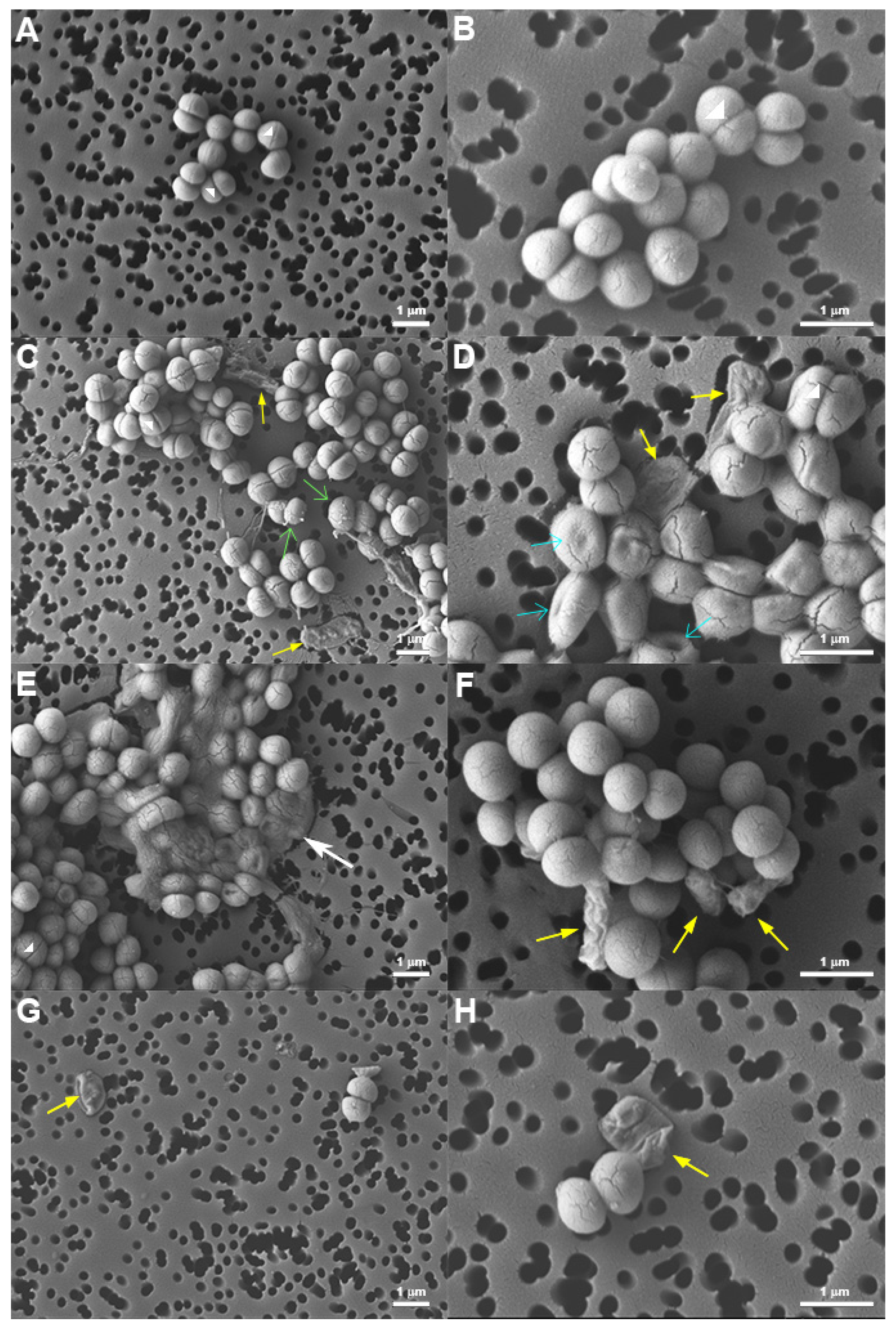 Antibiotics Free FullText A Rapid FluorescenceBased Microplate