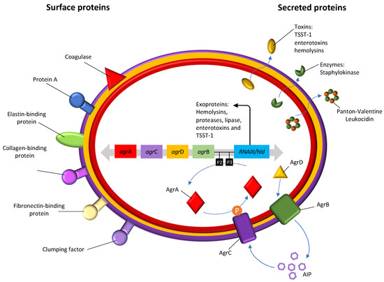 Staphylococcus: Most Up-to-Date Encyclopedia, News & Reviews