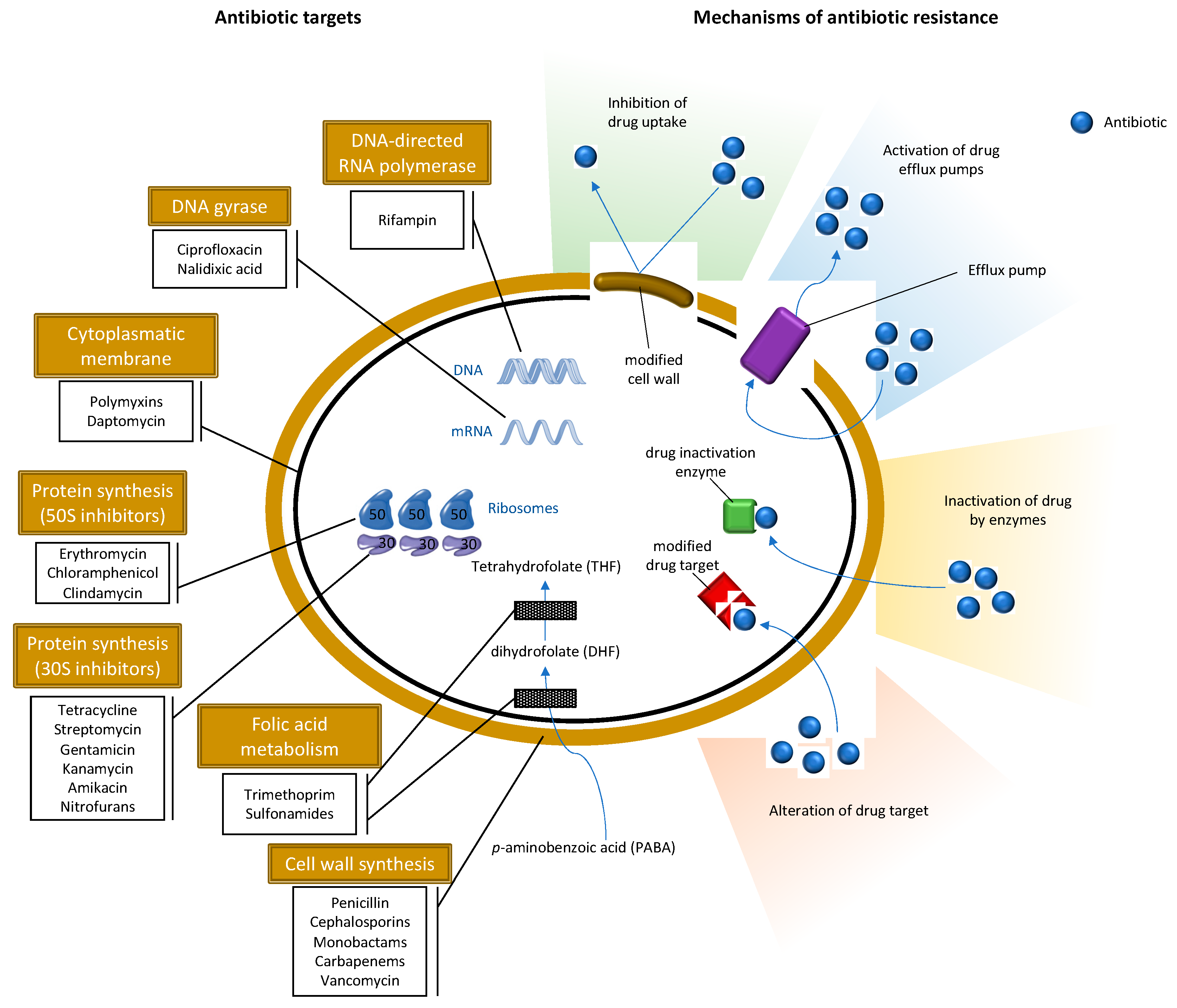 Antibiotics Free Full Text Molecular Epidemiology Of Staphylococcus Aureus Lineages In Wild Animals In Europe A Review Html