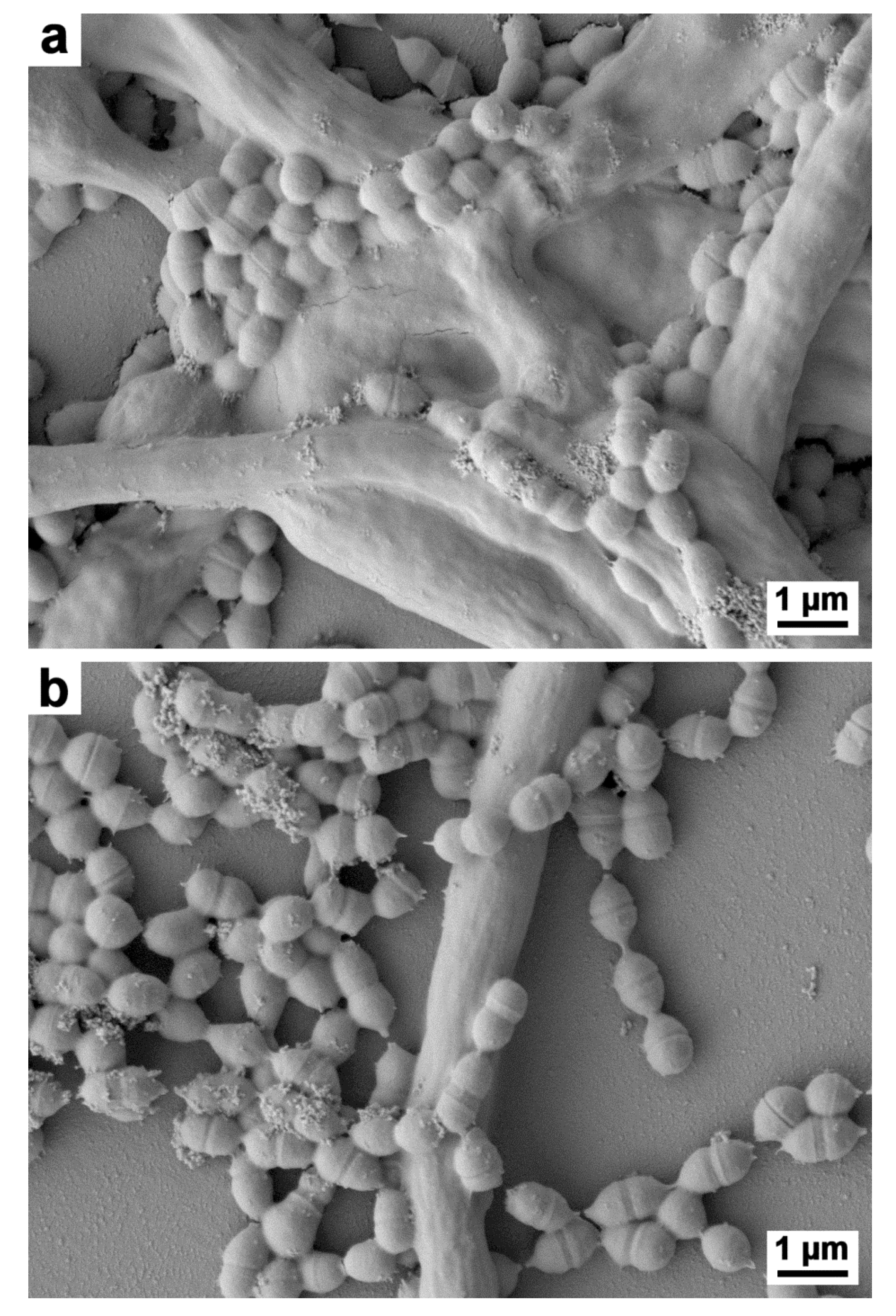 Antibiotics 09 00137 g003 Antibiotics 09 00137 g003