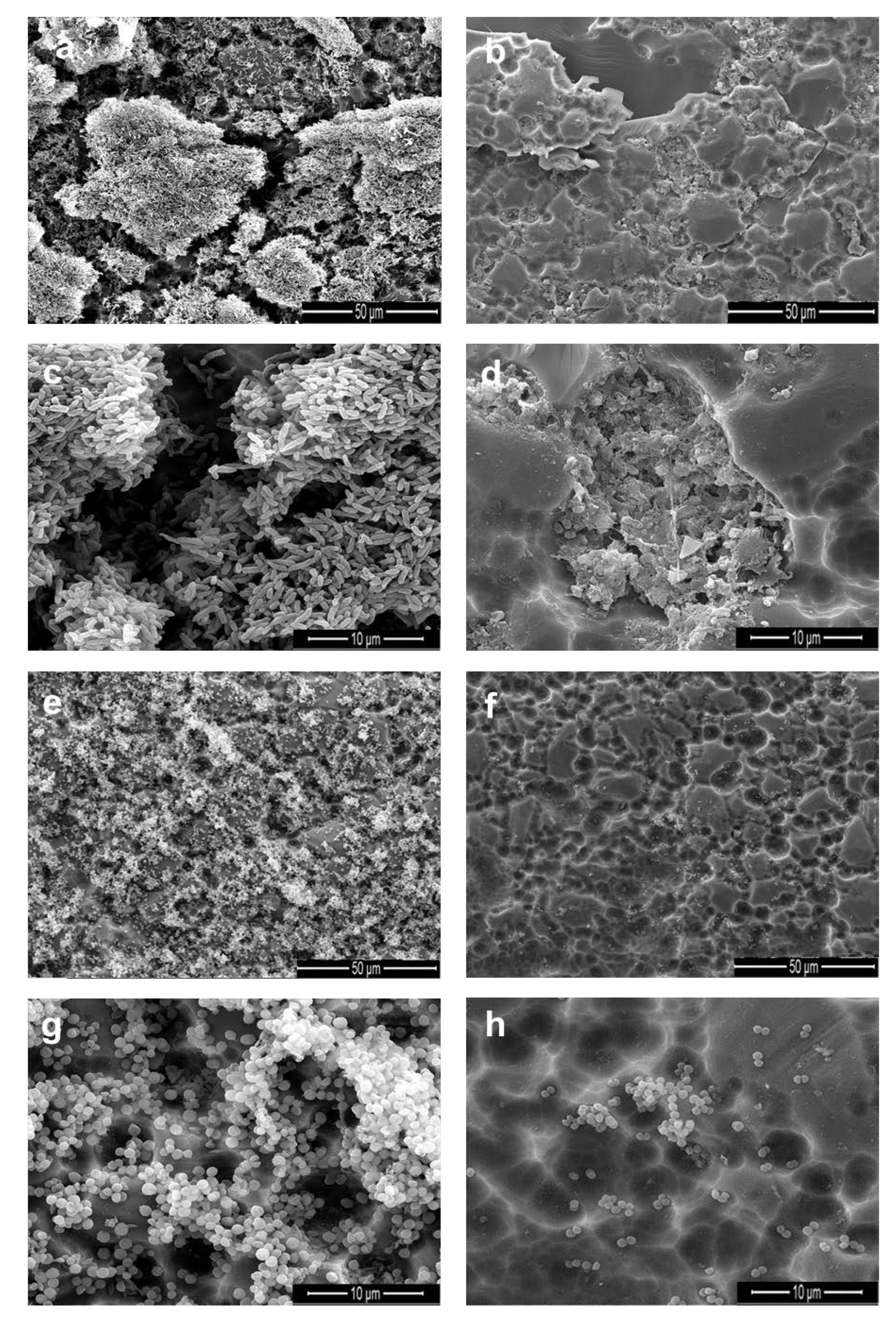 Antibiotics 09 00147 g005 Antibiotics 09 00147 g005