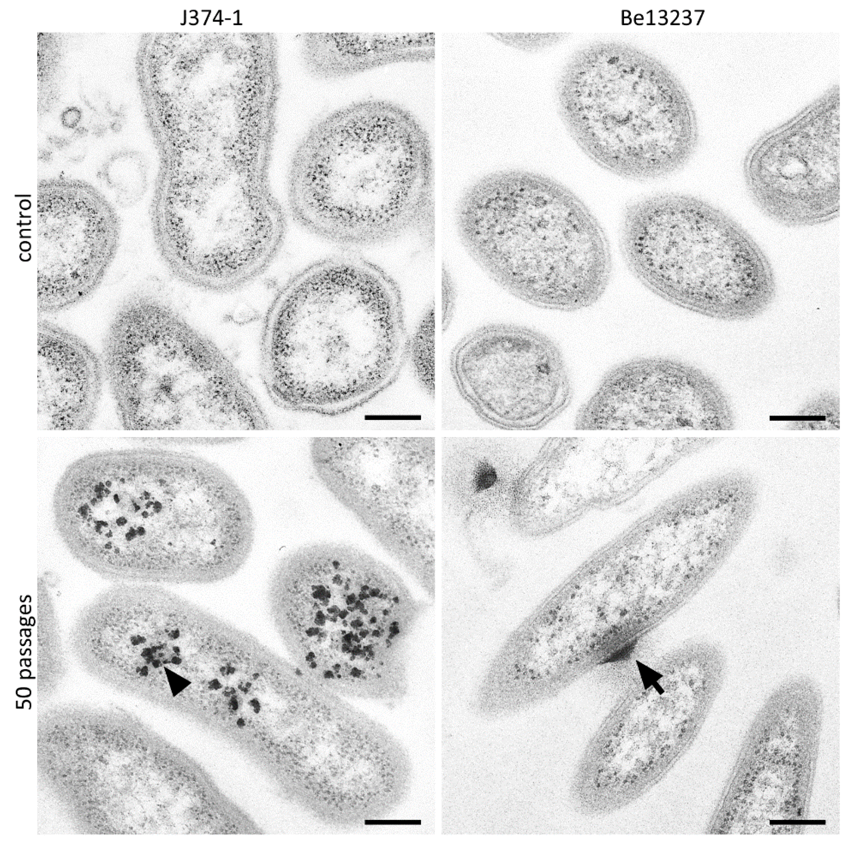 Antibiotics 09 00166 g005 Antibiotics 09 00166 g005
