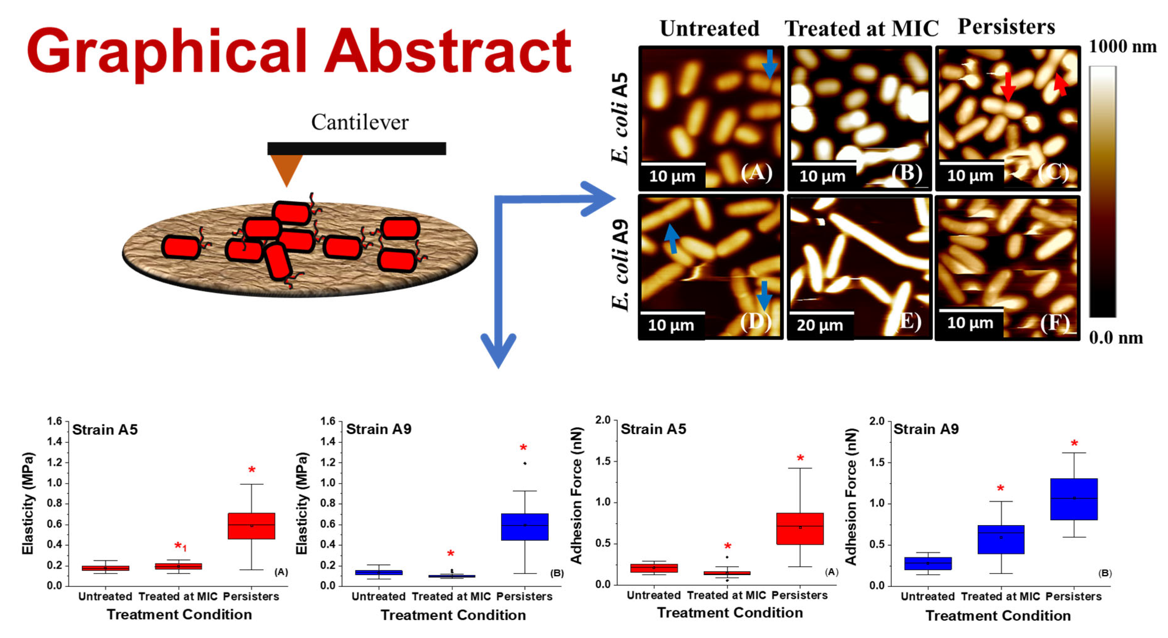 Antibiotics Free Full Text Variations In The Morphology Mechanics And Adhesion Of Persister And Resister E Coli Cells In Response To Ampicillin Afm Study Antibiotics Free Full Text Variations In The Morphology Mechanics And Adhesion Of Persister And Resister E Coli Cells In Response To Ampicillin Afm Study