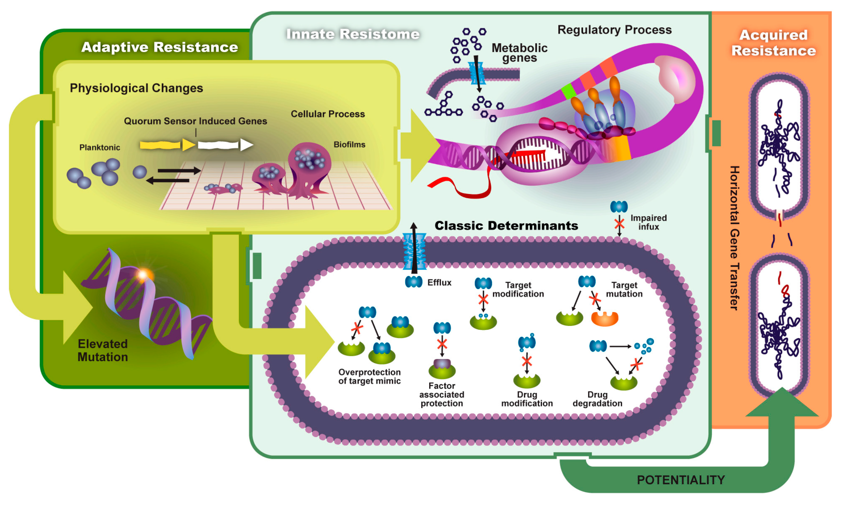 Antibiotics Free Full Text Detection Of Quorum Sensing Molecules For Pathogenic Molecules Using Cell Based And Cell Free Biosensors Html