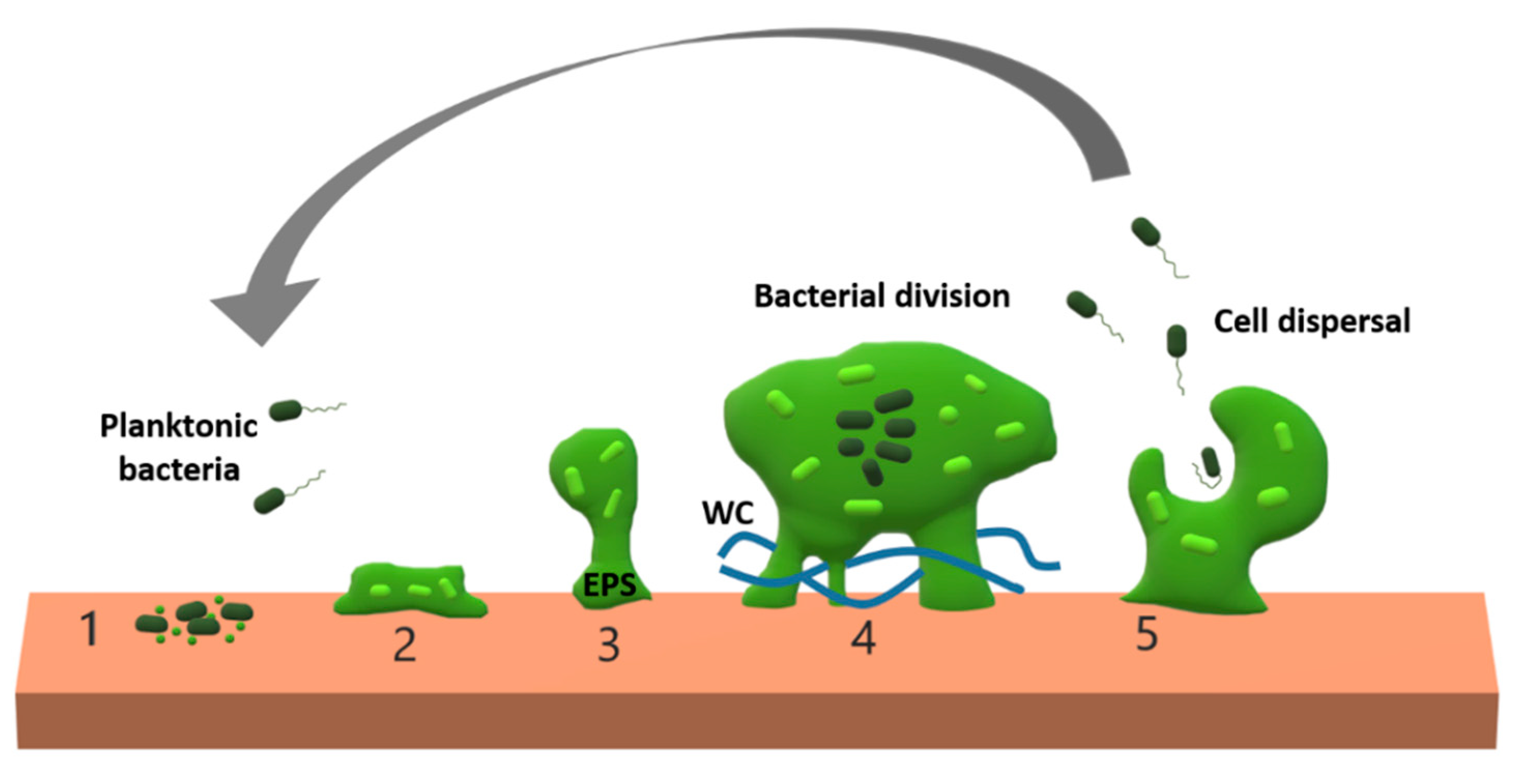 Antibiotics 09 00268 g001 Antibiotics 09 00268 g001
