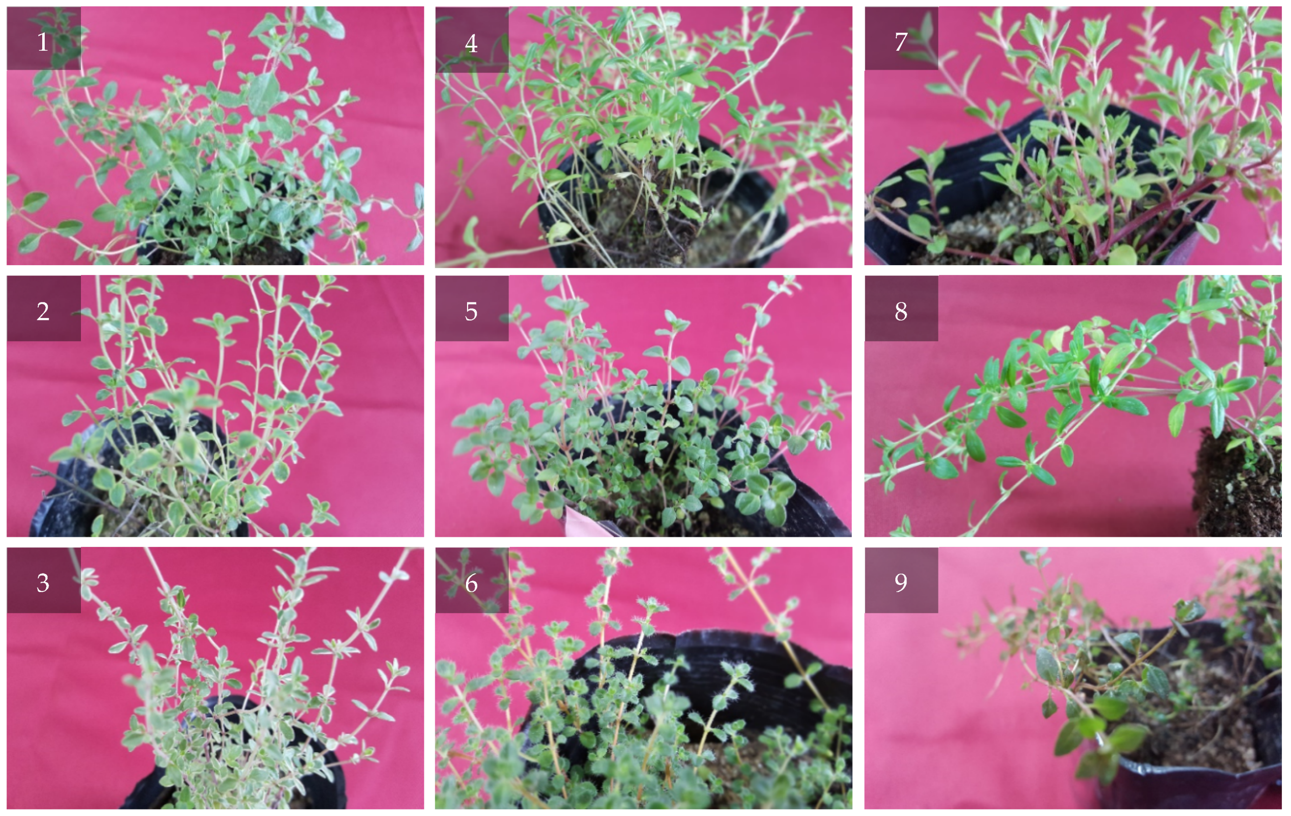 Antibiotics 09 00289 g002 Antibiotics 09 00289 g002