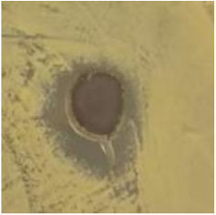 Antibiotics 09 00314 i001