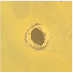 Antibiotics 09 00314 i009