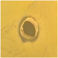 Antibiotics 09 00314 i013