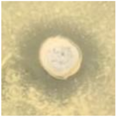 Antibiotics 09 00314 i018