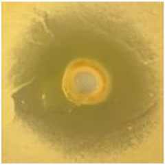 Antibiotics 09 00314 i021