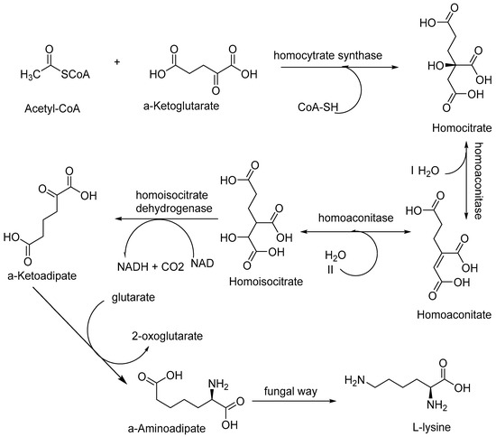 Antibiotics Free Full Text Multimodal Role Of Amino Acids In Microbial Control And Drug Development Html