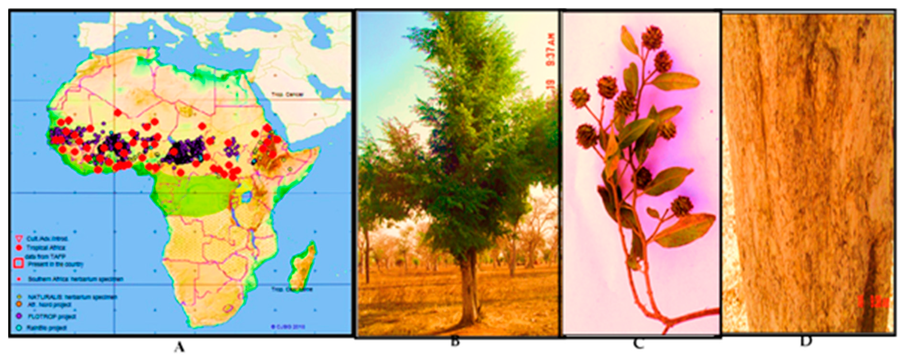 Antibiotics 09 00364 g001