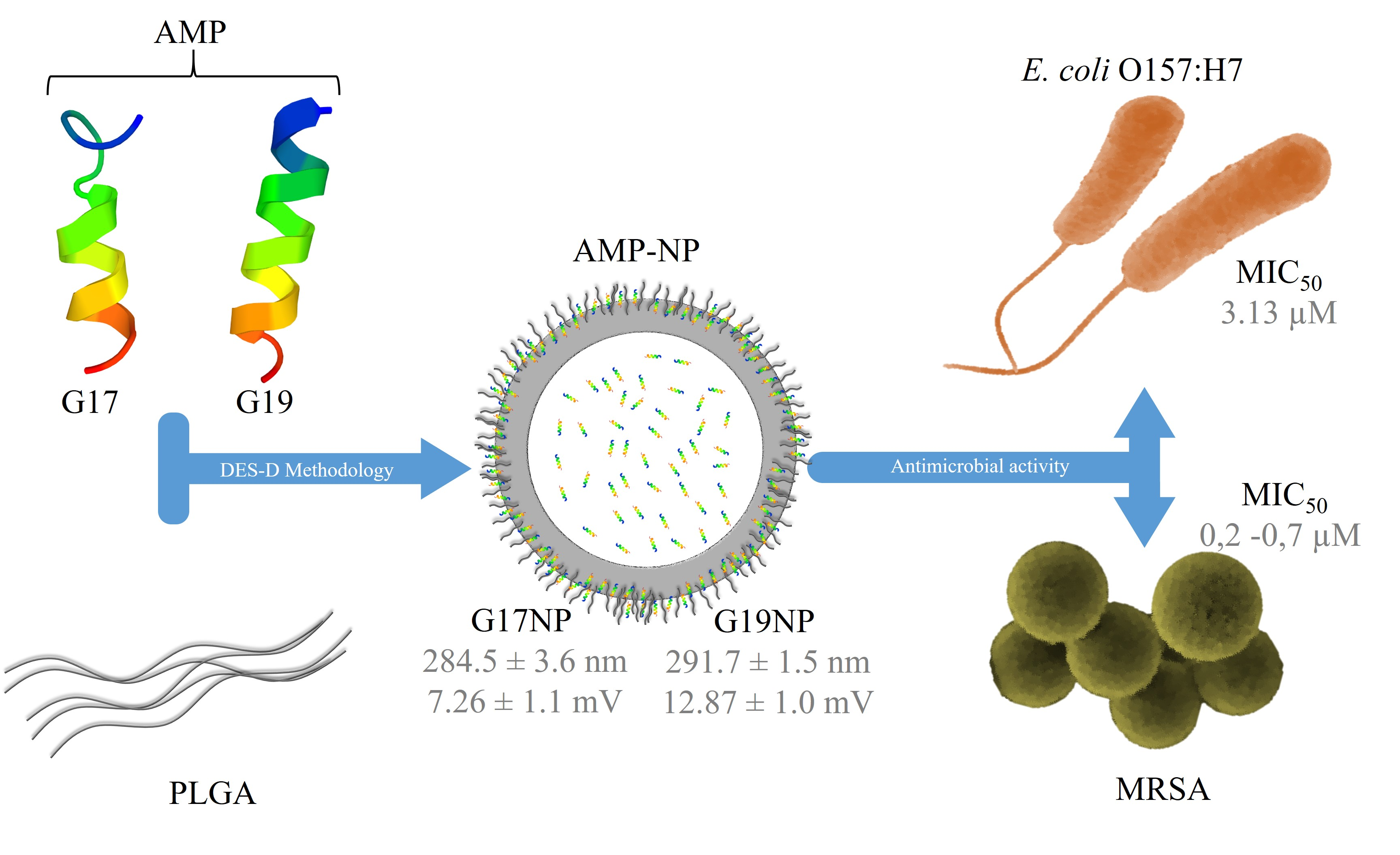 Antibiotics Free Full Text Potent And Specific Antibacterial Activity Against Escherichia Coli O157 H7 And Methicillin Resistant Staphylococcus Aureus Mrsa Of G17 And G19 Peptides Encapsulated Into Poly Lactic Co Glycolic Acid Plga Nanoparticles