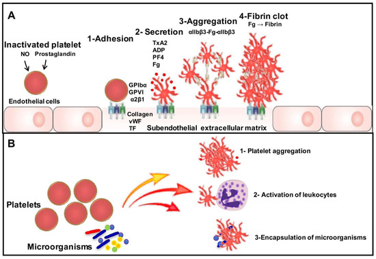 picture Platelet Aggregation Cartoon how fungal glycans modulate platelet