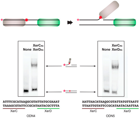 Model of exchange of the DNA region flanked by oriT and Xer