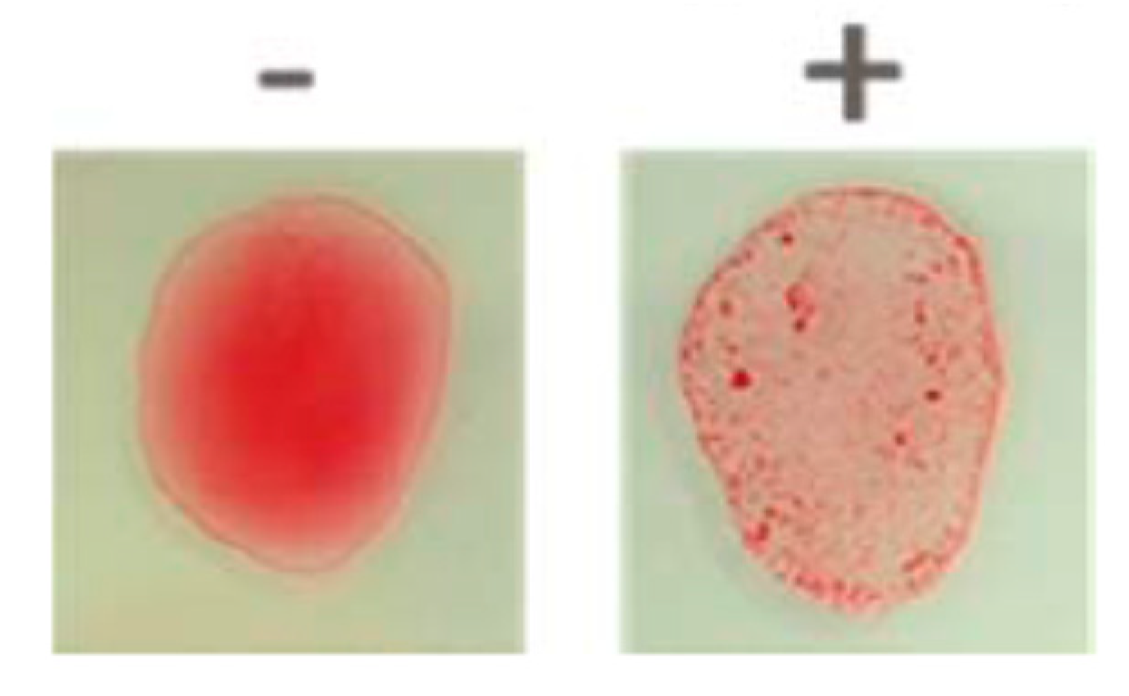 Antibiotics 09 00412 g002
