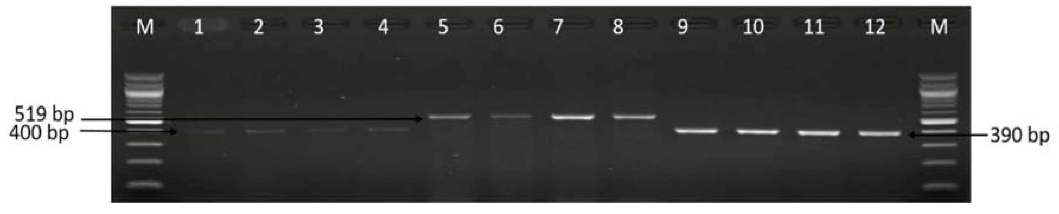 Antibiotics 09 00426 g006 Antibiotics 09 00426 g006