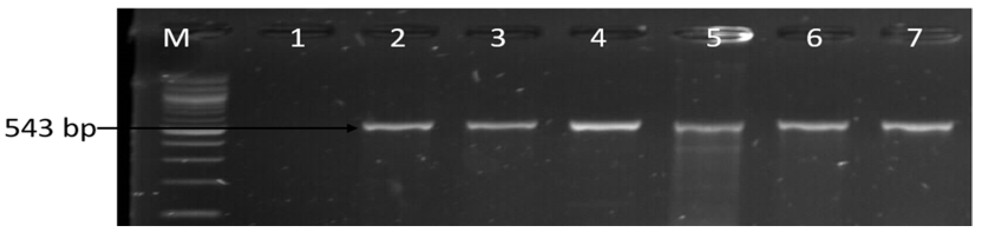 Antibiotics 09 00426 g010 Antibiotics 09 00426 g010