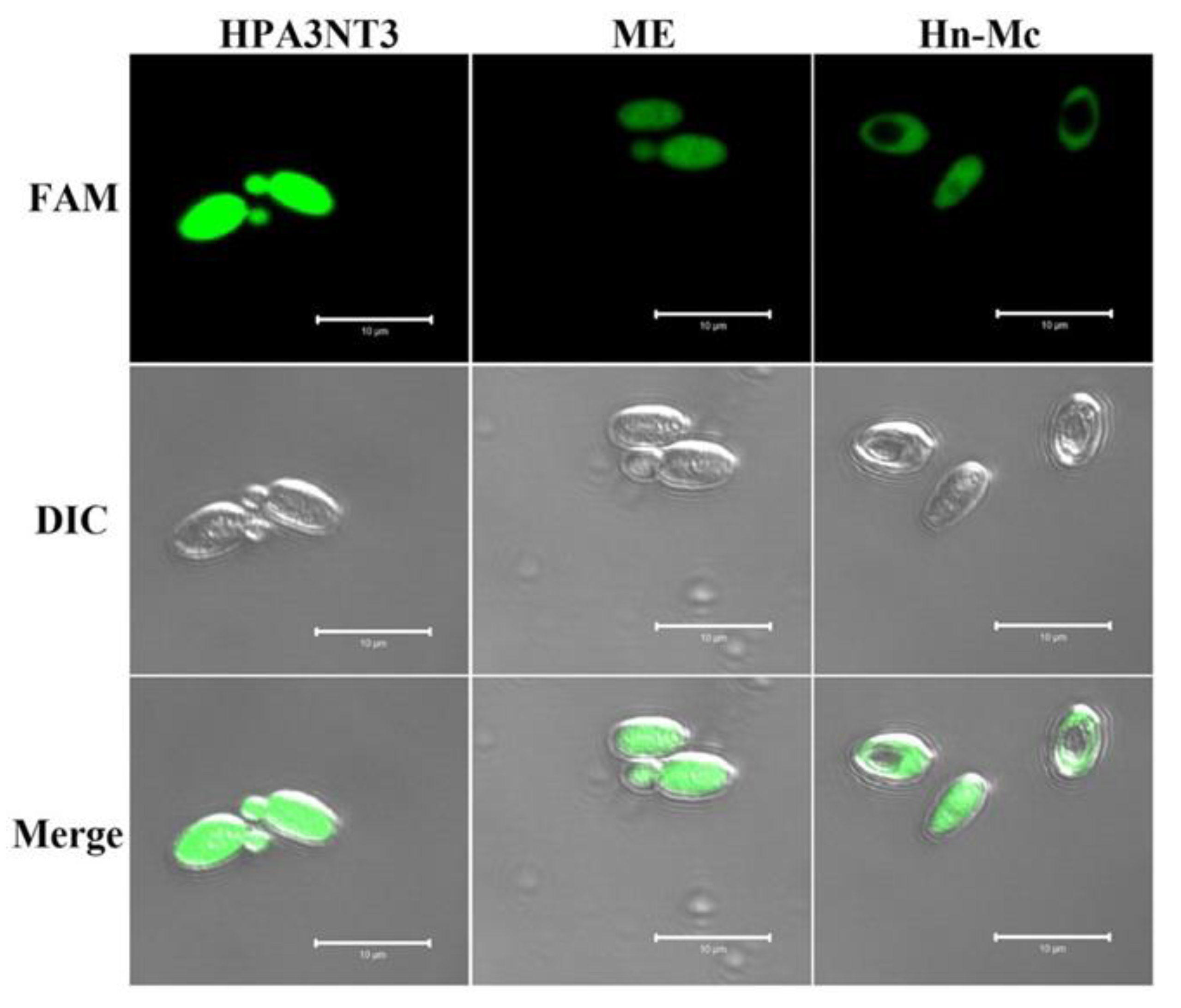 Antibiotics 09 00454 g002