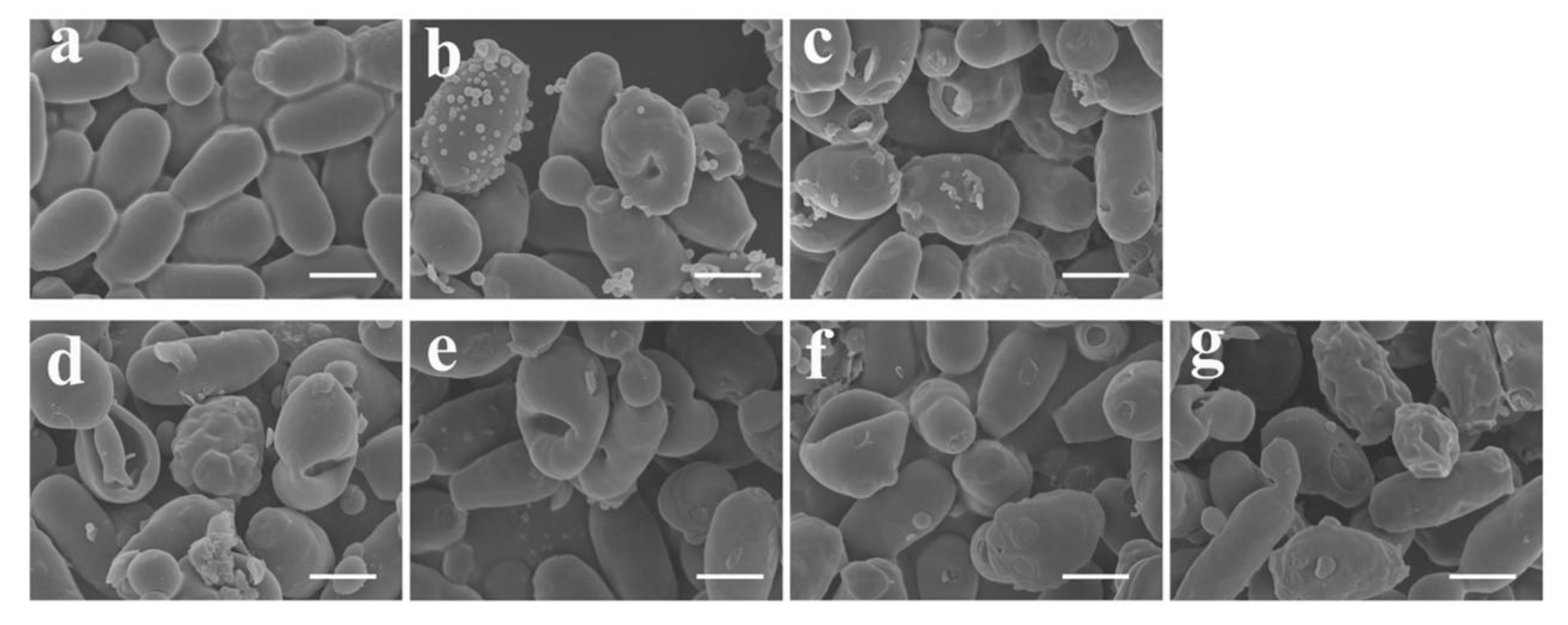 Antibiotics 09 00454 g006