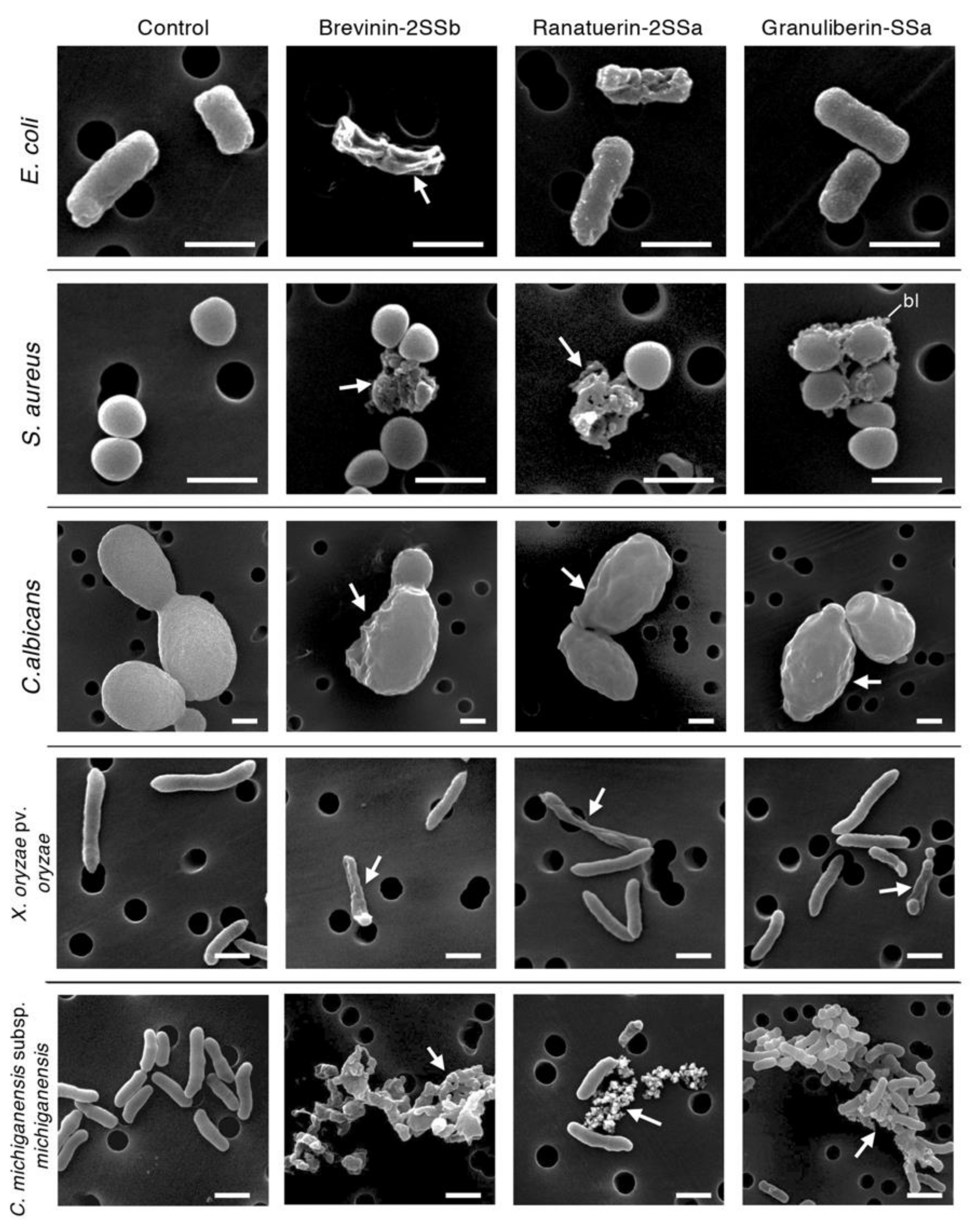 Antibiotics 09 00457 g005 Antibiotics 09 00457 g005