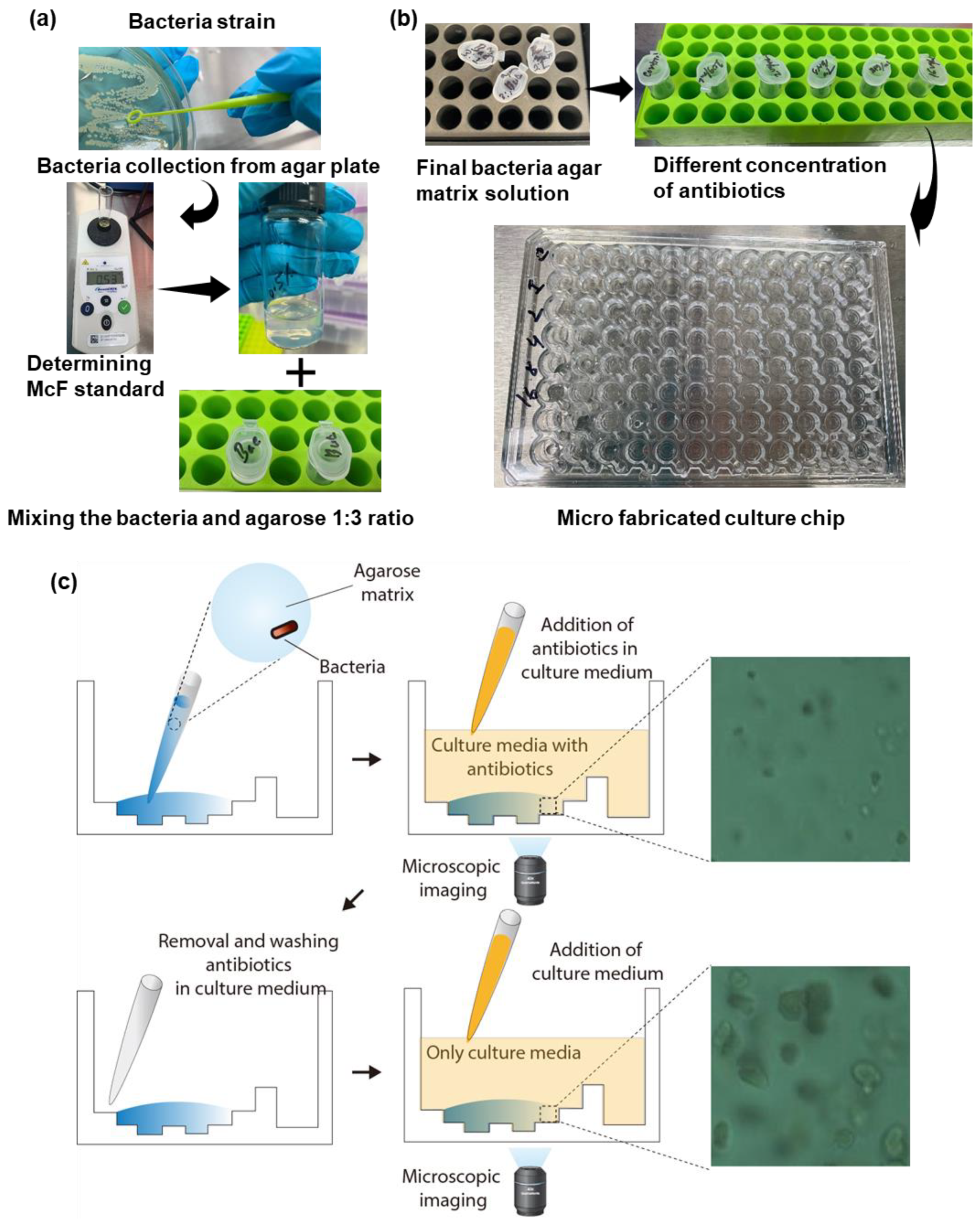 Antibiotics 09 00458 g006