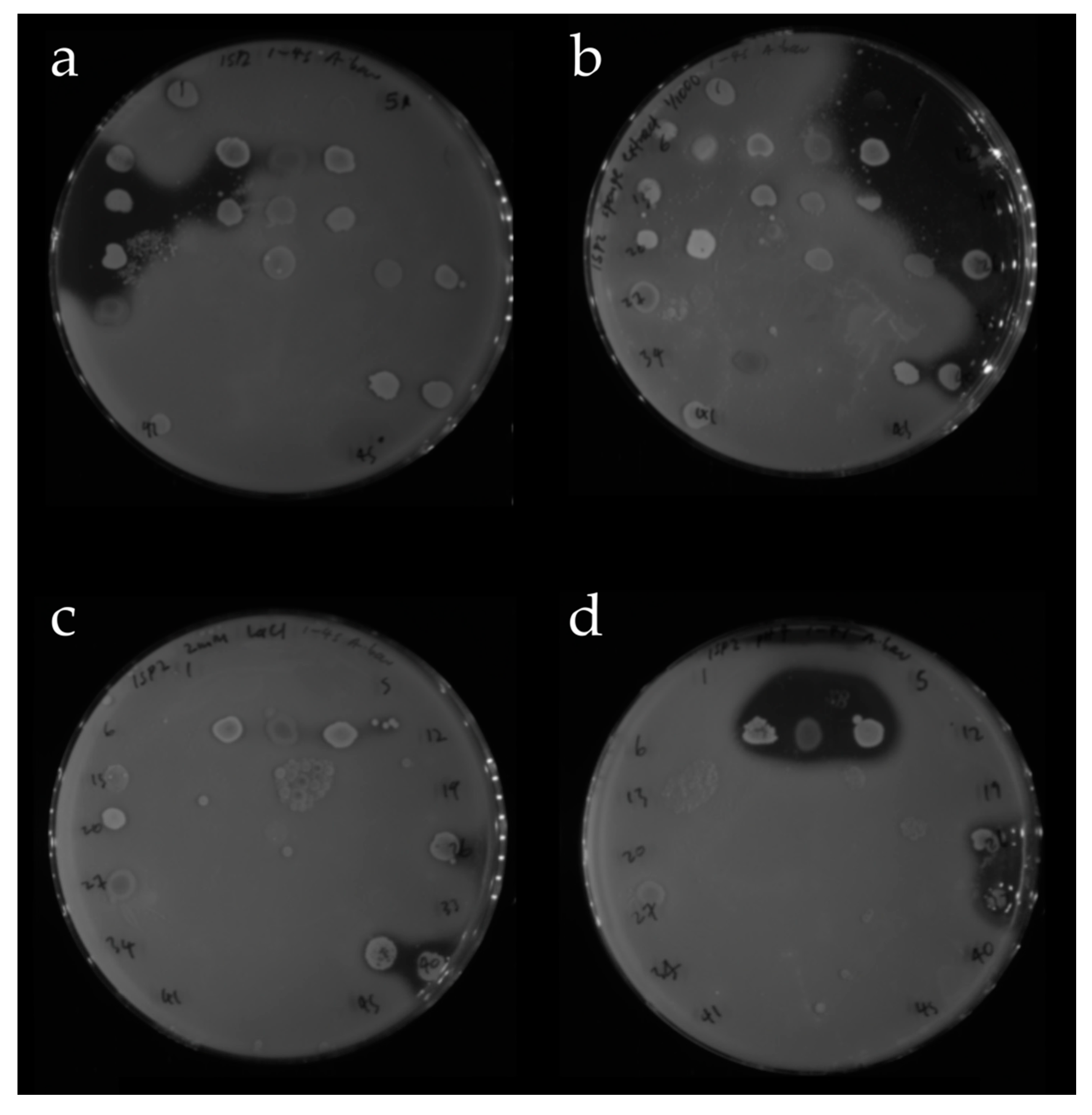 Antibiotics 09 00509 g007