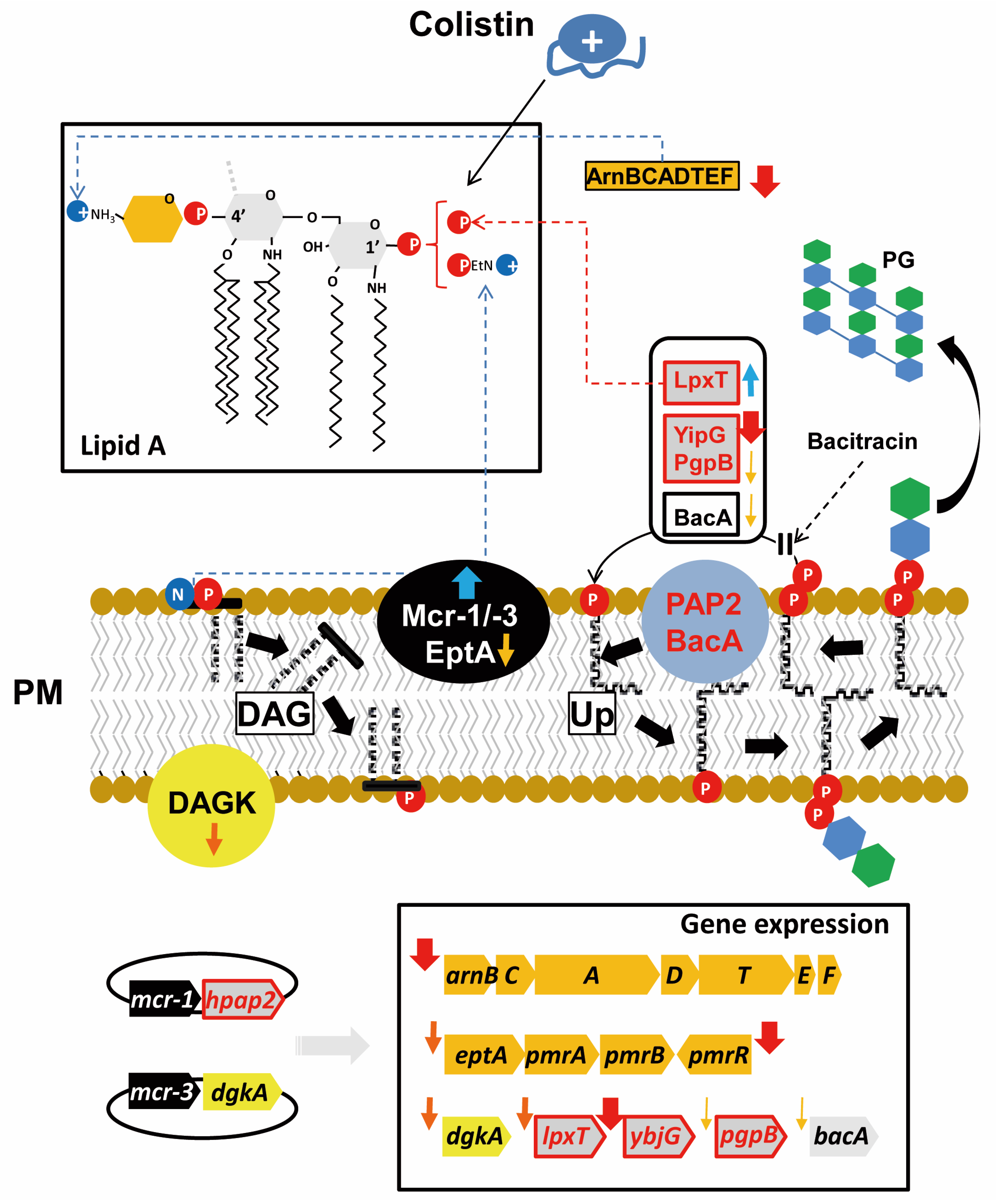 Antibiotics 09 00531 g007