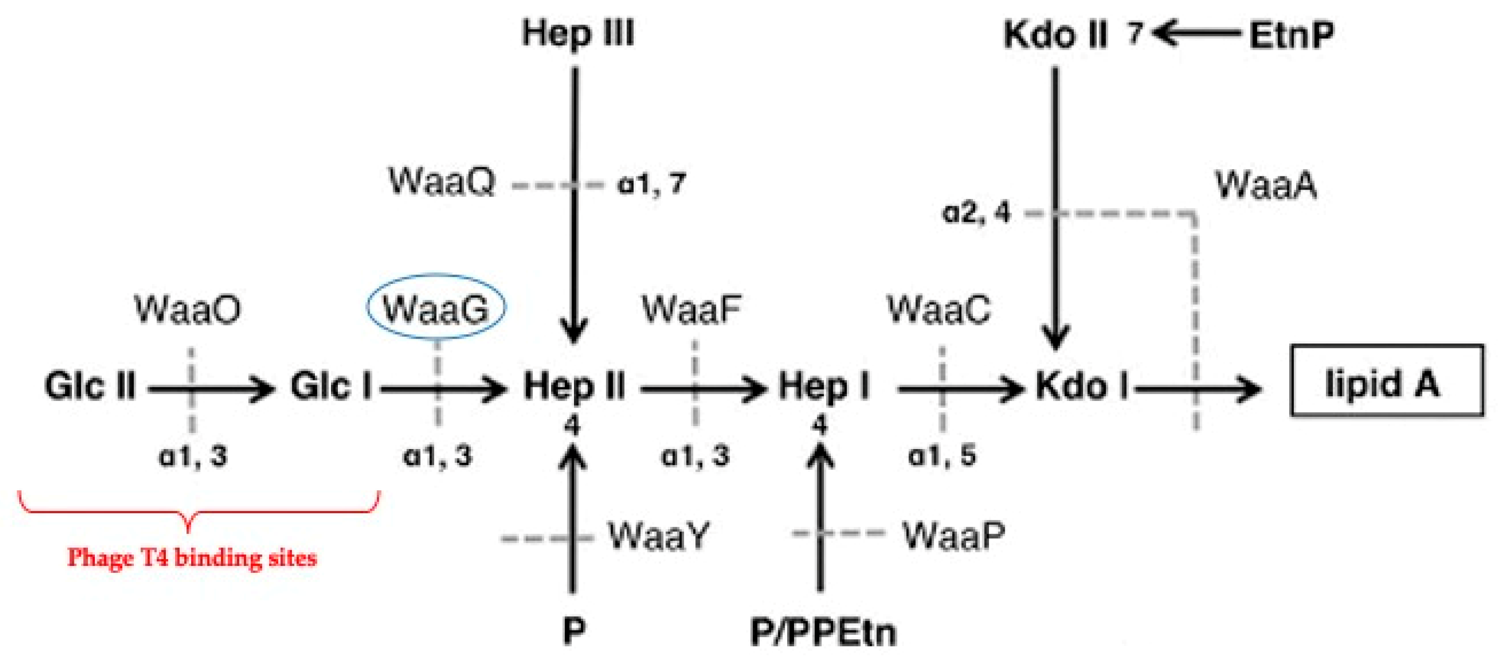 Antibiotics 09 00552 g001